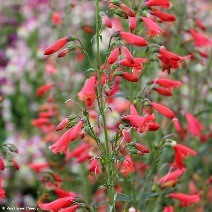 Penstemon barbatus Twizzle Scarlet - seeds (Flowering)
