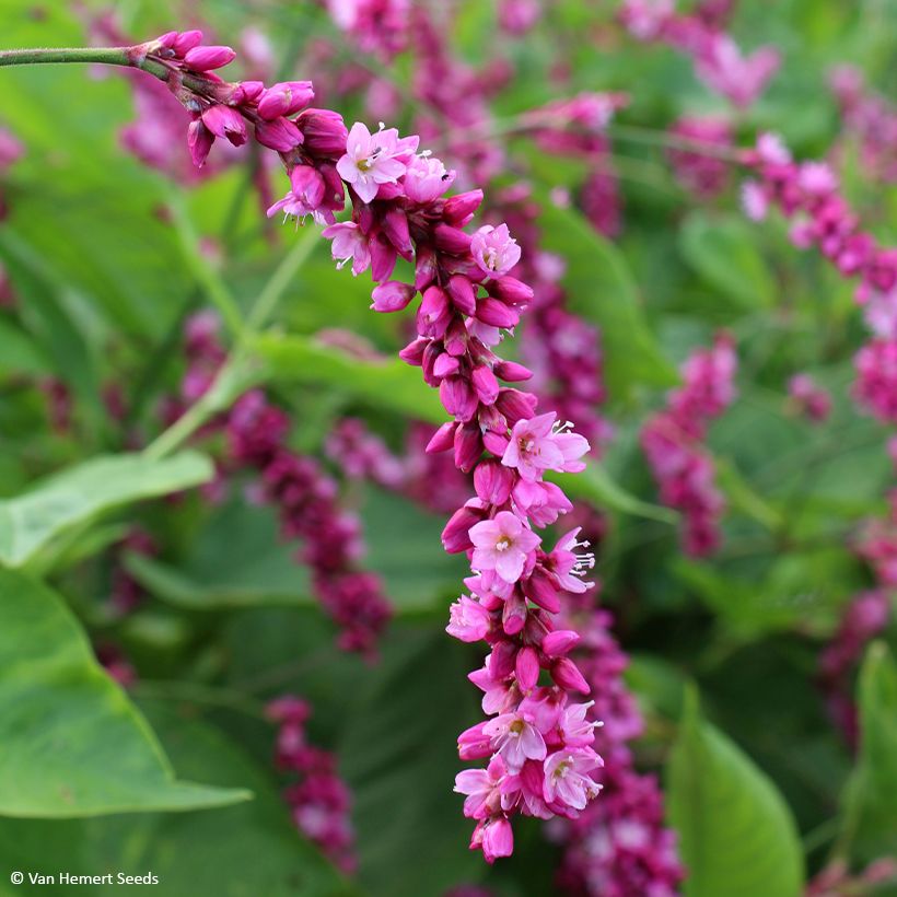 Persicaria orientalis Cerise Pearls (Flowering)