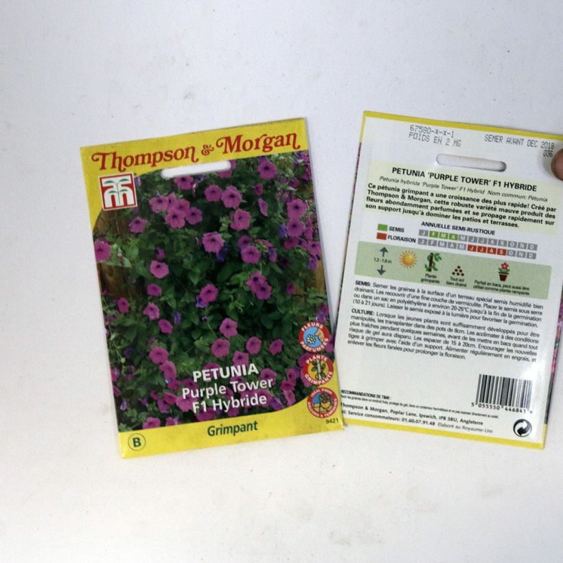 Example of Petunia Purple Tower F1 Hybrid Seeds specimen as delivered
