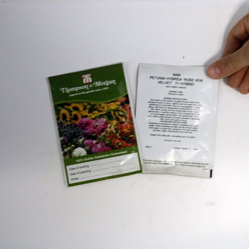 Example of Petunia Rose Vein Velvet F1 Hybrid Seeds specimen as delivered