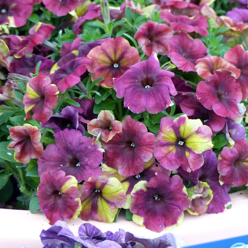 Petunia Shake F1 Raspberry Seeds (Flowering)