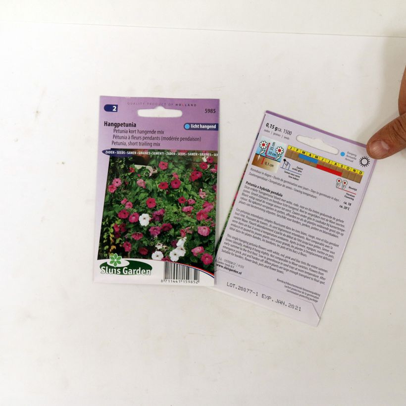 Example of Trailing Petunia Balcony Mix Seeds - Petunia x hybrida pendula specimen as delivered