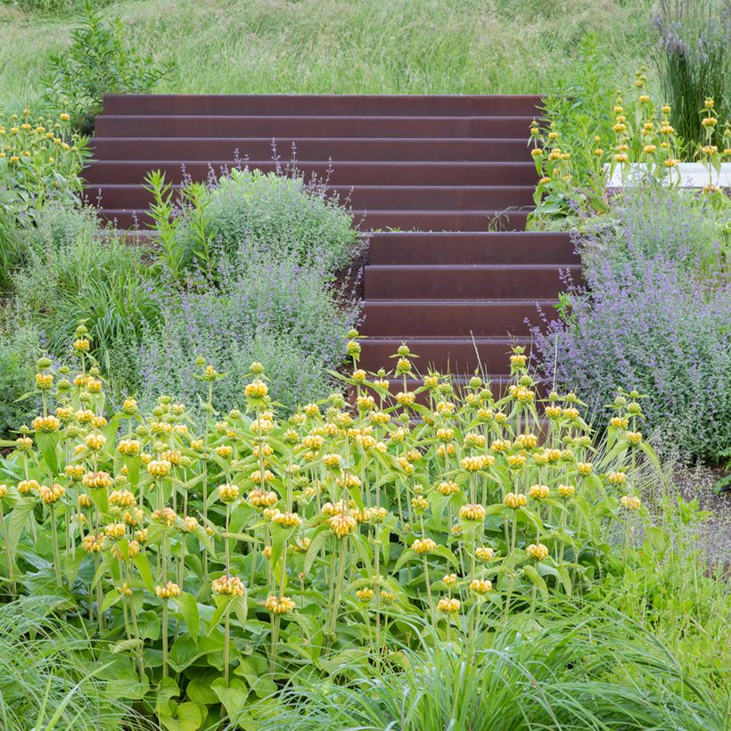 Phlomis russeliana - Jerusalem Sage seeds (Plant habit)