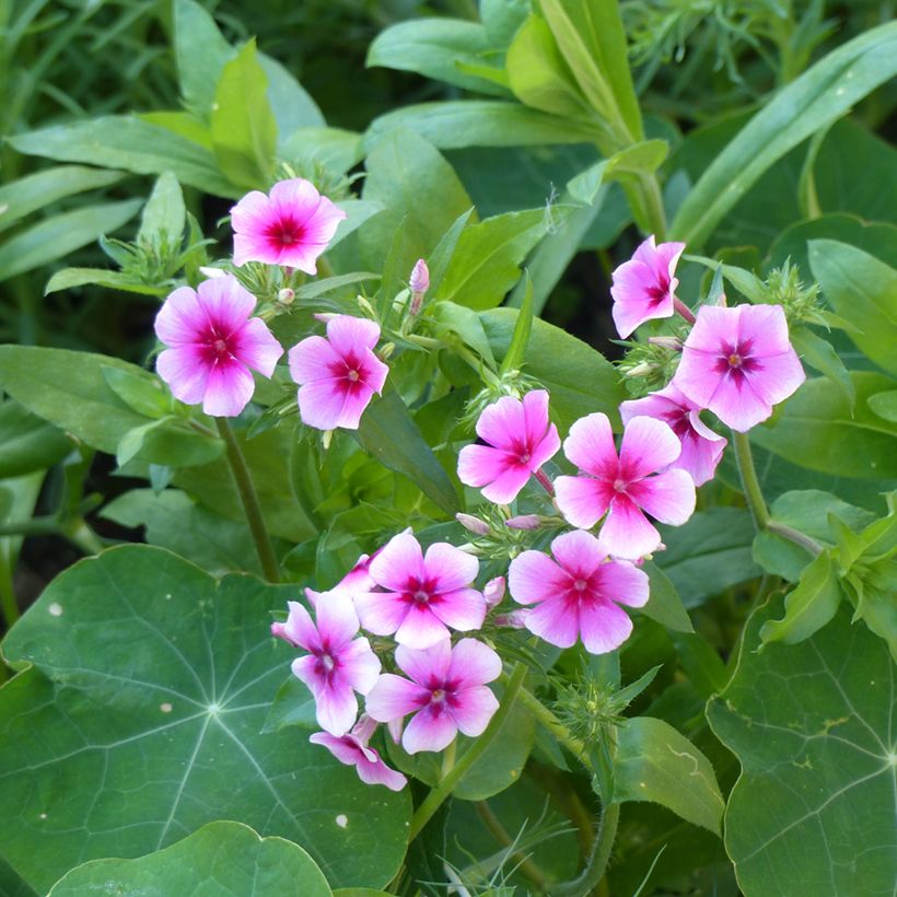 Phlox drummondii Brilliant seeds - Annual Phlox (Flowering)