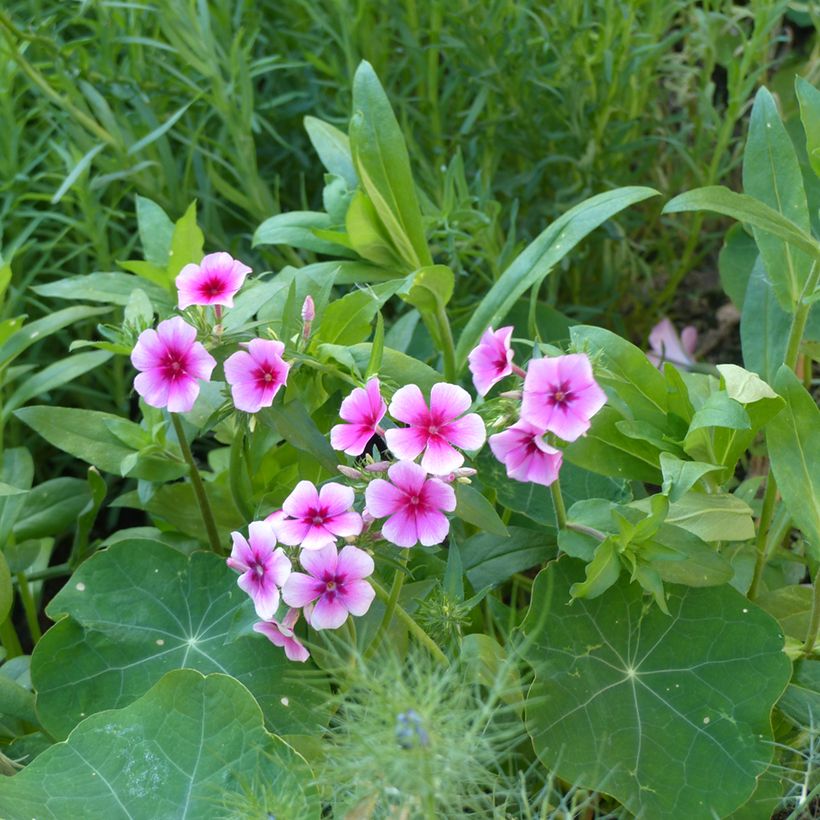 Phlox drummondii Brilliant seeds - Annual Phlox (Plant habit)