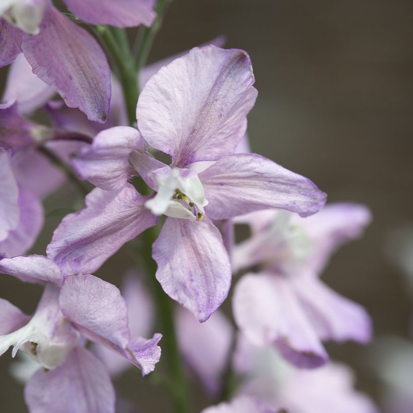 Delphinium consolida 'Fancy Belladonna' (Flowering)