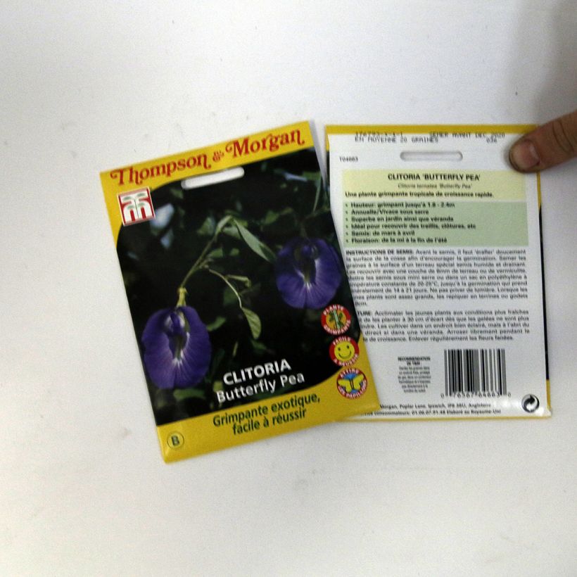Example of Clitoria ternatea - Butterfly Pea Seeds specimen as delivered