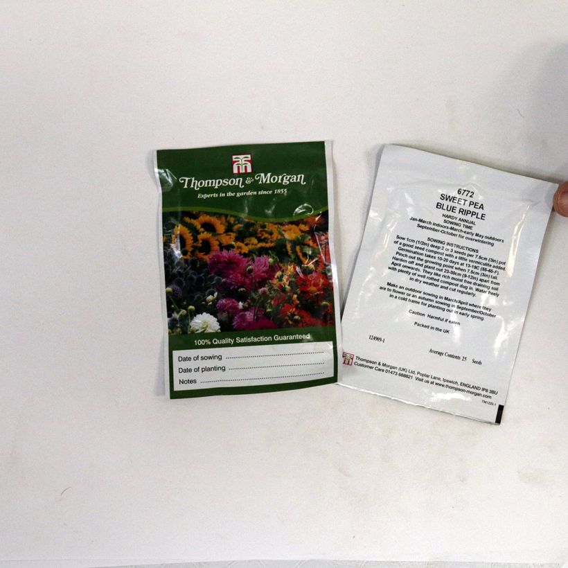 Example of Lathyrus odoratus Blue Ripple - Sweet Pea Seeds specimen as delivered