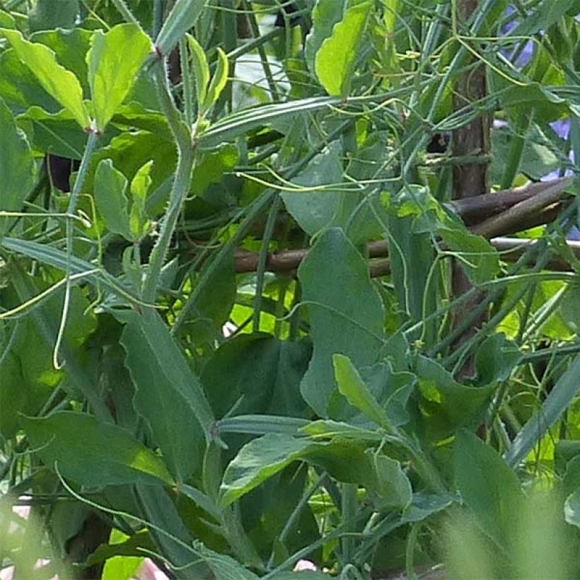 Lathyrus odoratus grandiflora Midnight - Sweet pea (Foliage)