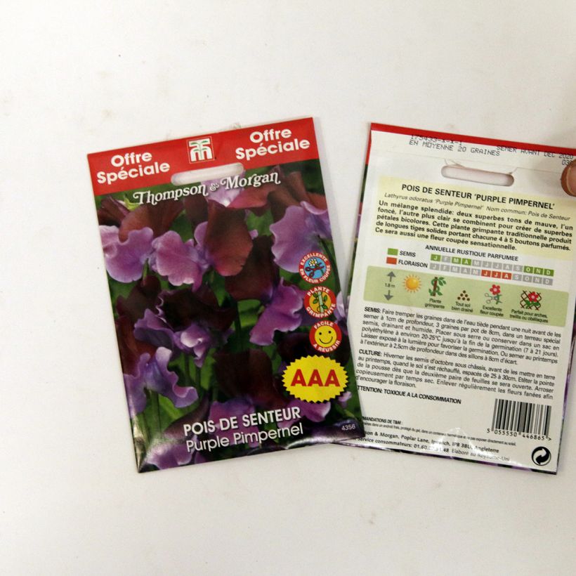 Example of Lathyrus odoratus Bicolour Purple Pimpernel - Sweet Pea Seeds specimen as delivered