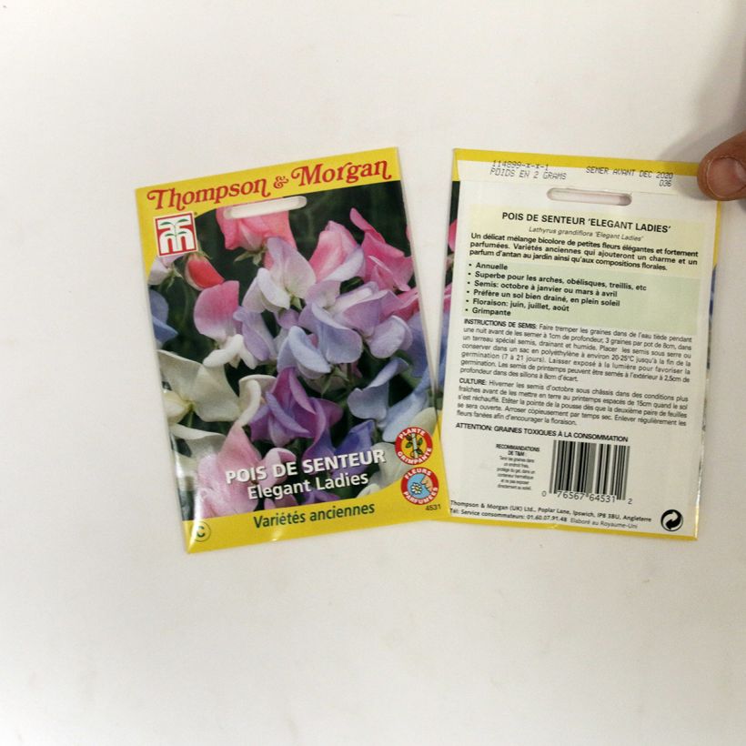 Example of Lathyrus odoratus Elegant Ladies - Sweet Pea Seeds specimen as delivered