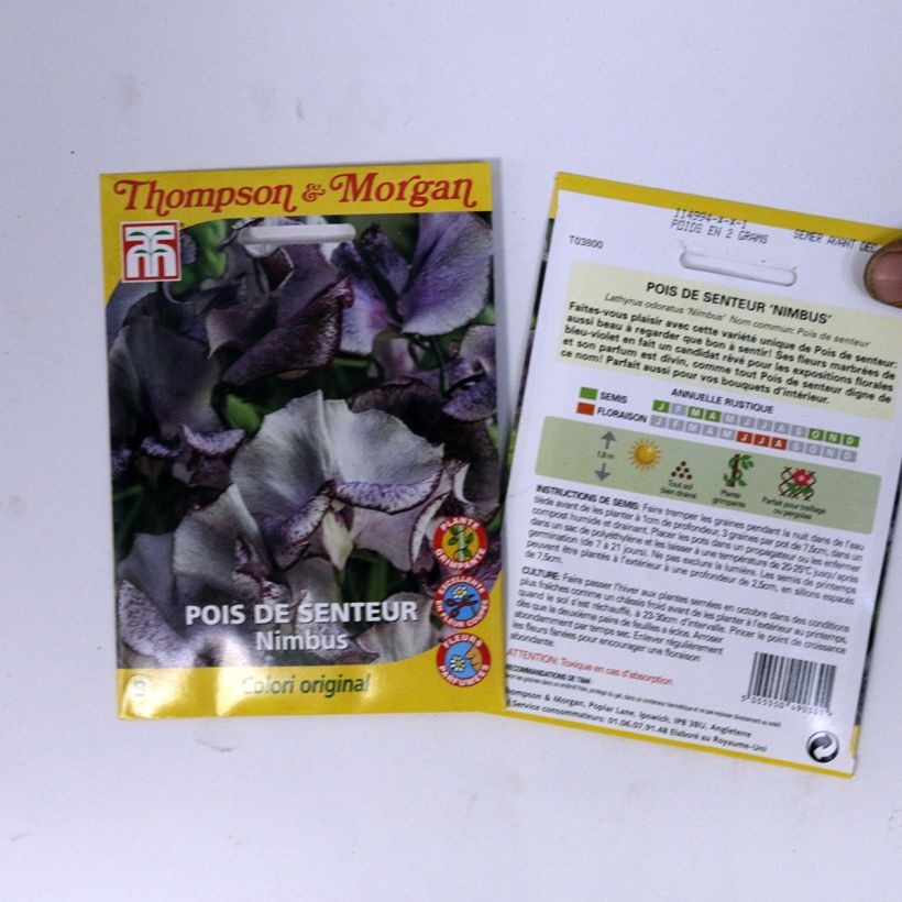 Example of Lathyrus odoratus Nimbus - Sweet Pea Seeds specimen as delivered