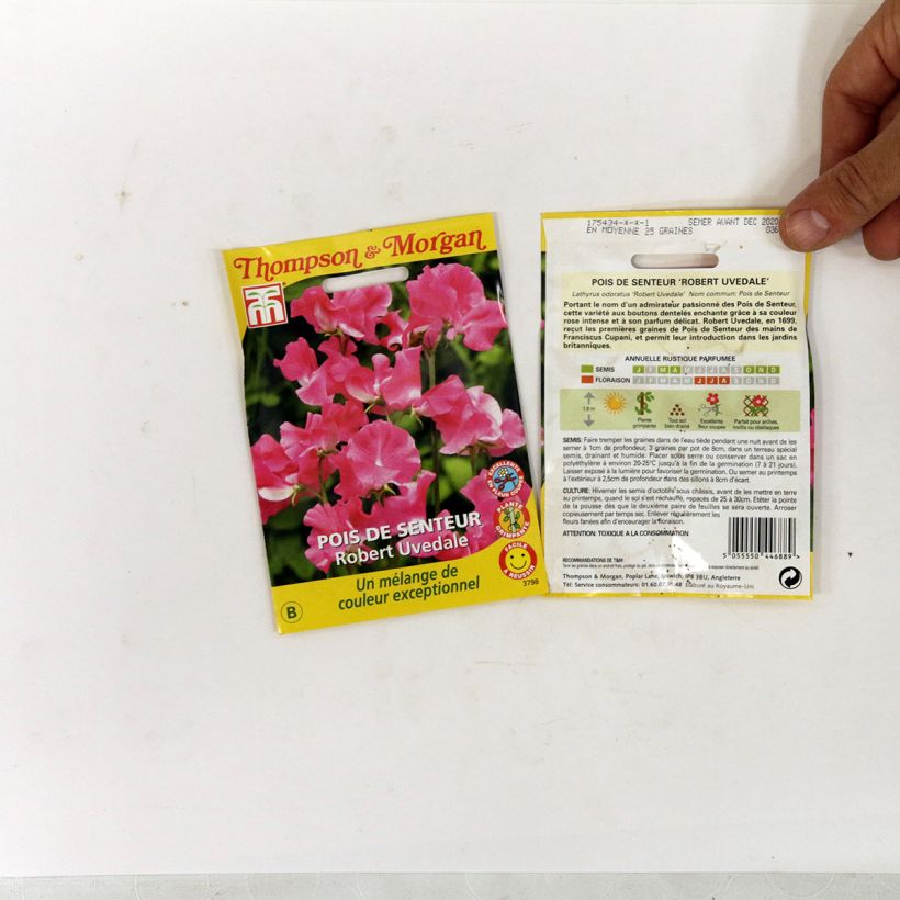 Example of Lathyrus odoratus Robert Uvedale - Sweet Pea Seeds specimen as delivered