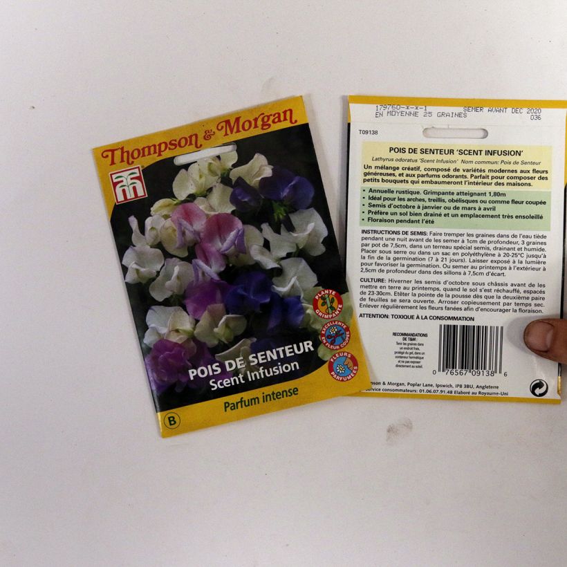 Example of Lathyrus odoratus Scent Infusion - Sweet Pea Seeds specimen as delivered
