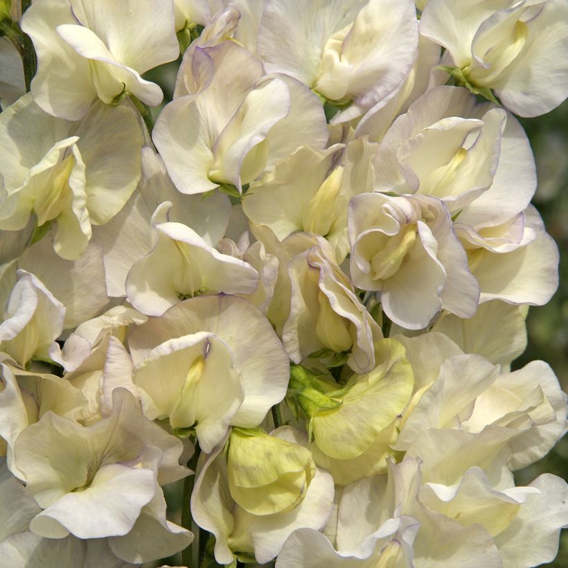 Lathyrus odoratus 'Spencer Old Times' (Flowering)
