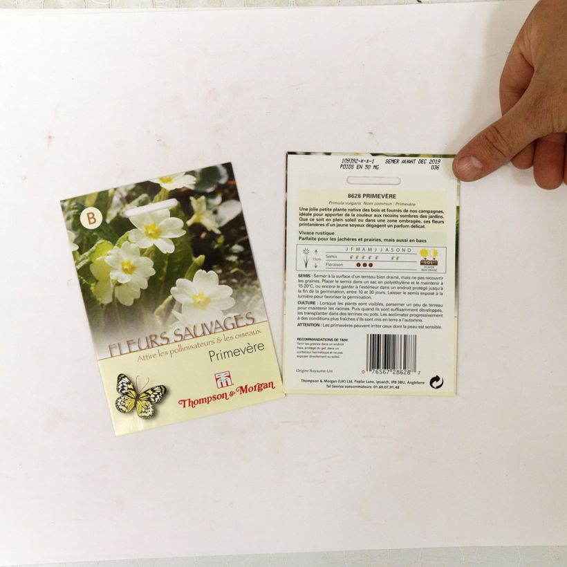 Example of Primula vulgaris- English Primrose specimen as delivered