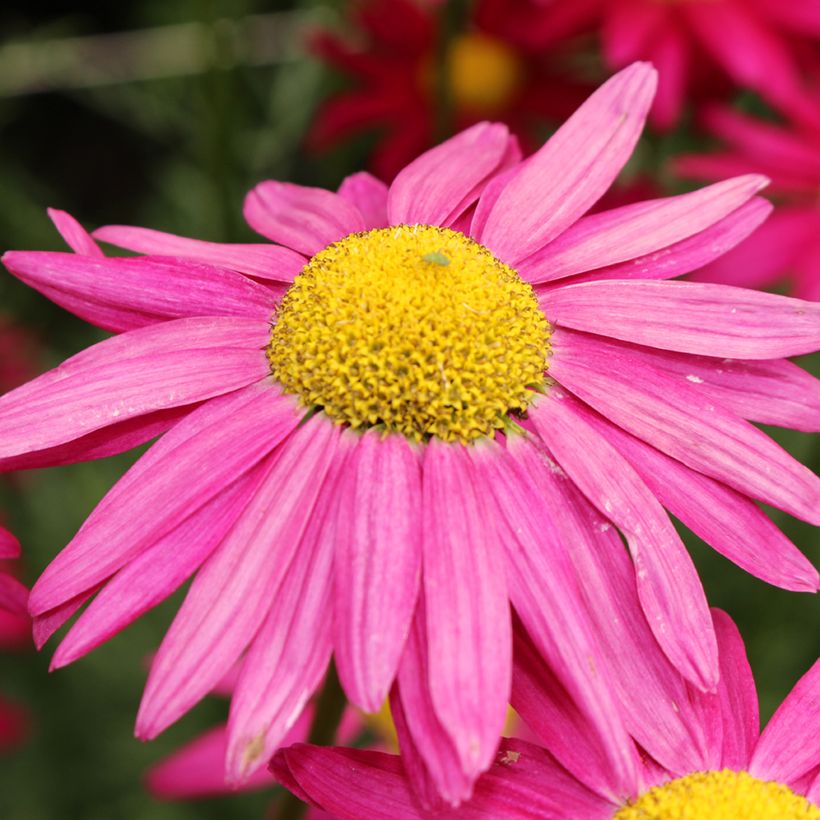 Chrysanthemum coccineum Robinson's Giants Mix (Flowering)