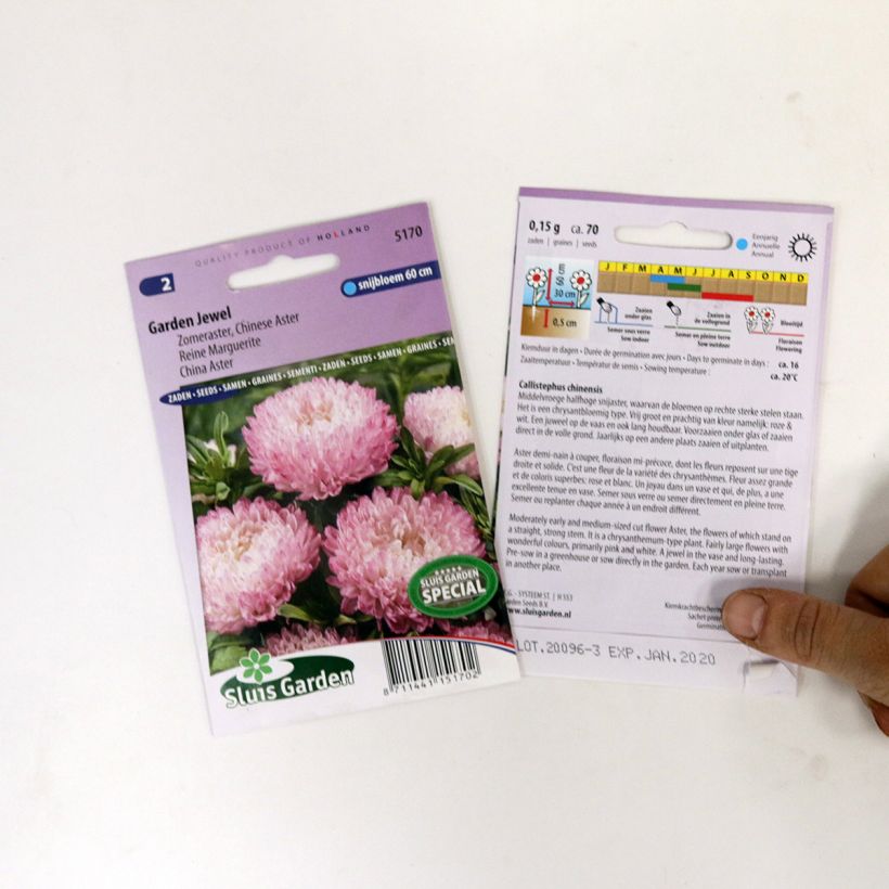 Example of China aster Garden Jewel Rose Seeds specimen as delivered