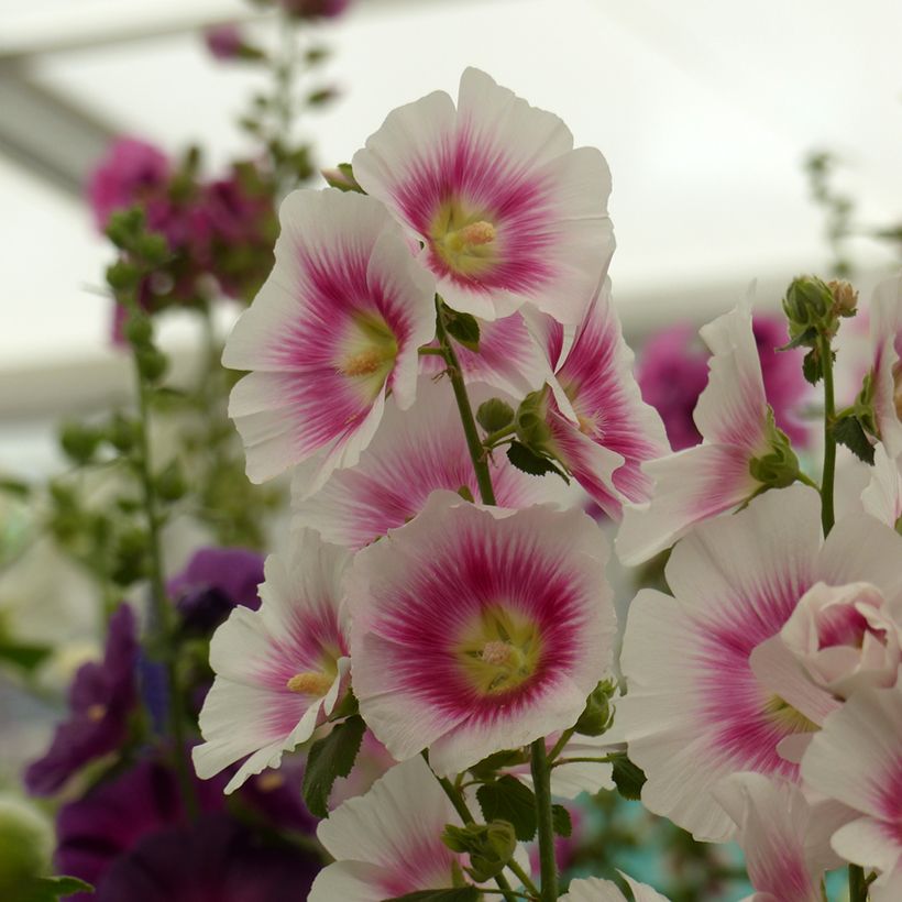 Alcea rosea Halo Blush seeds - Hollyhock (Harvest)