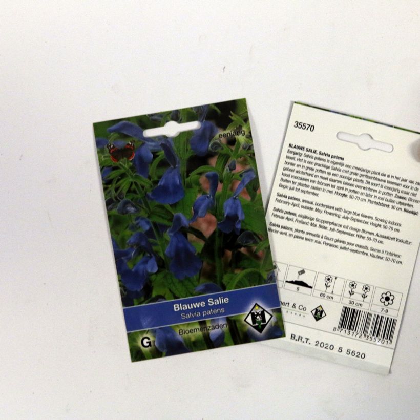 Example of Salvia patens Seeds - Gentian Sage specimen as delivered
