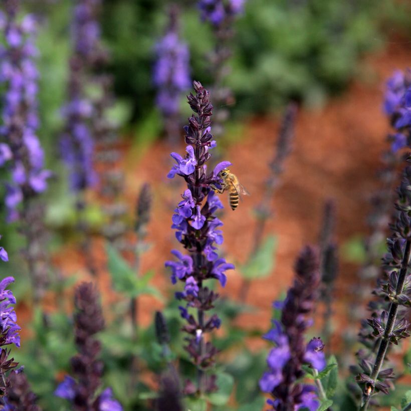 Salvia nemorosa Dwarf Blue Queen Seeds - Wood Sage (Flowering)