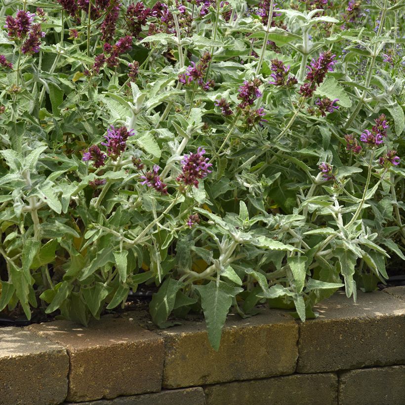 Salvia canariensis Lancelot seeds - Canary Island sage (Plant habit)