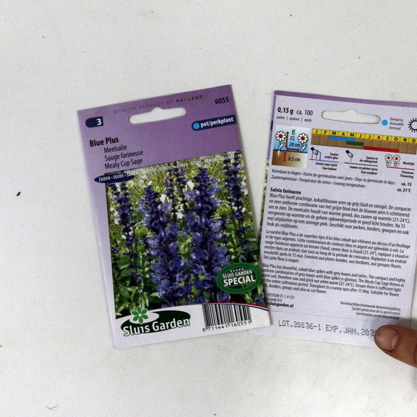 Example of Salvia farinacea Blue Plus Seeds - Mealy Cup Sage specimen as delivered