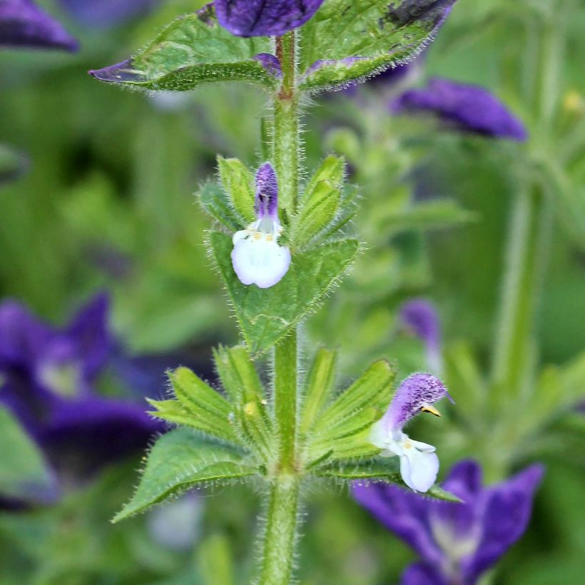 Salvia viridis Blue Monday - seeds (Flowering)
