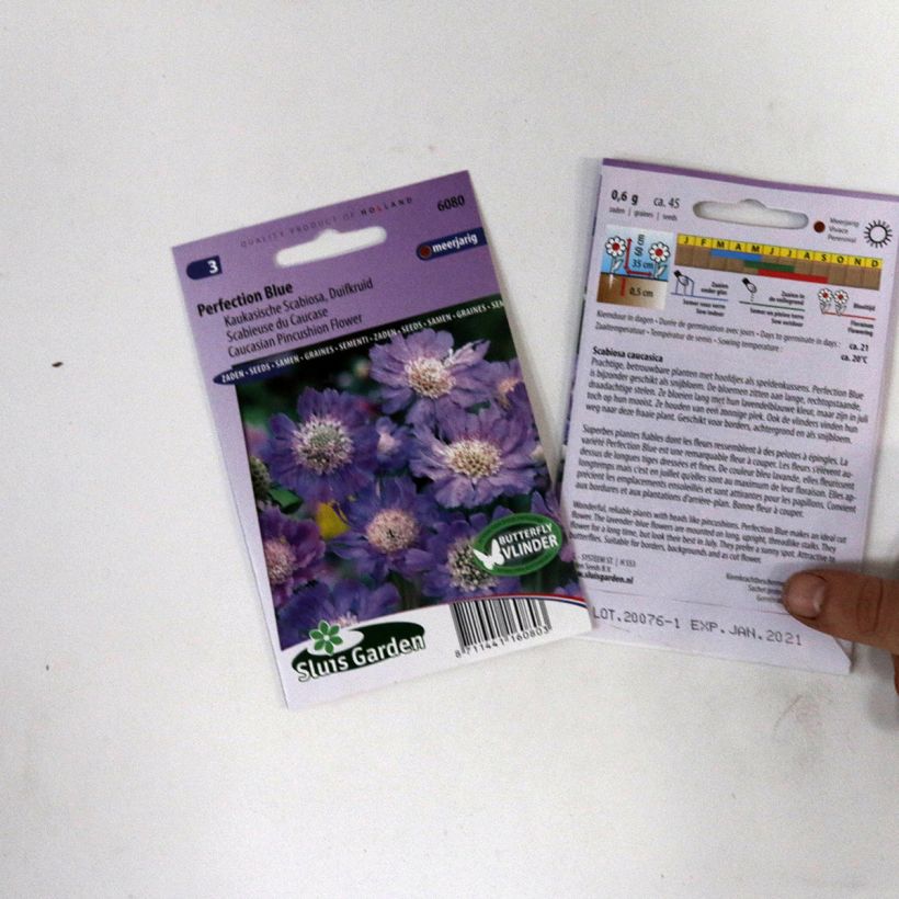Example of Scabiosa Perfection Blue - Caucasian scabious Seeds specimen as delivered