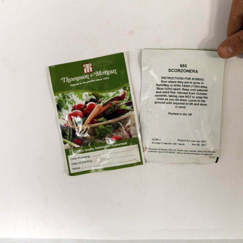 Example of Scorzonera hispanica per pack of 150 seeds specimen as delivered