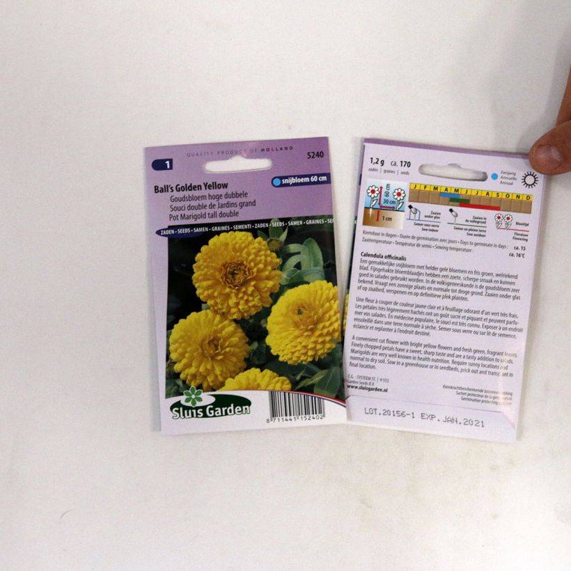 Example of Calendula officinalis Ball’s Golden Yellow Seeds - Pot Marigold specimen as delivered