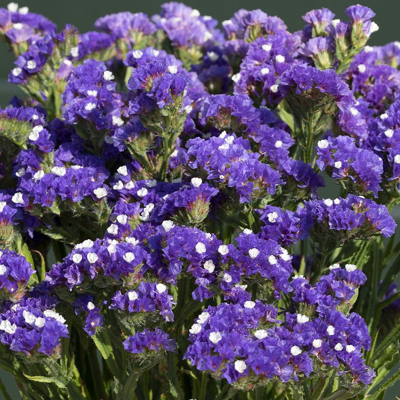 Limonium sinuatum Forever Blue - Waved Sea Lavender (Flowering)
