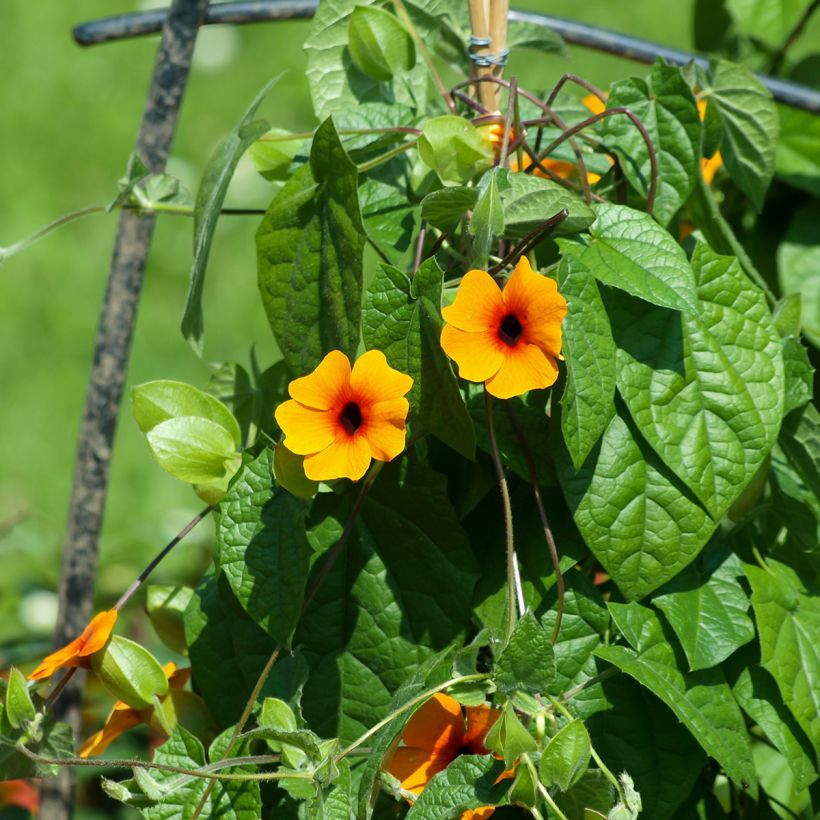 Thunbergia alata Seeds (Plant habit)