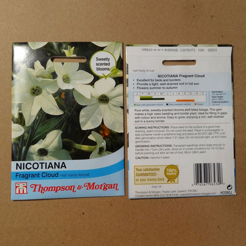Example of Tobacco plant Fragrant Cloud - Nicotiana x sanderae specimen as delivered