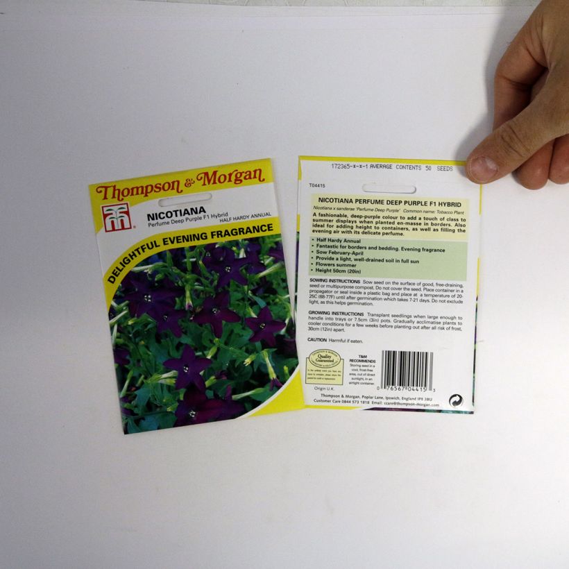 Example of Tobacco plant Perfume Deep Purple F1 Hybrid Seeds - Nicotiana x sanderae specimen as delivered