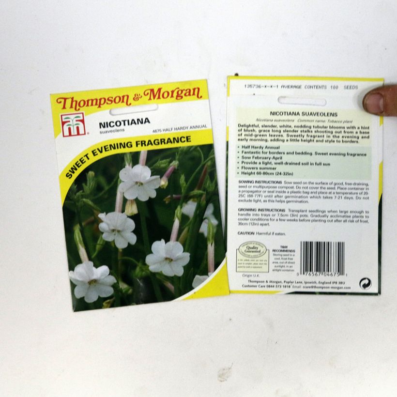 Example of Nicotiana suaveolens specimen as delivered