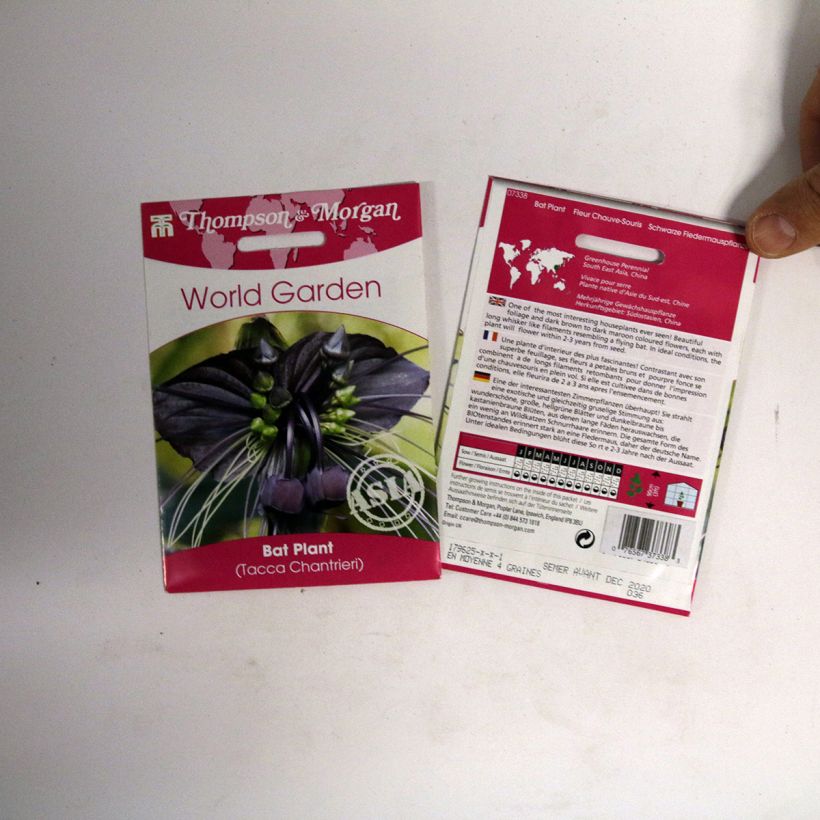 Example of Tacca chantrieri Seeds - Bat plant specimen as delivered