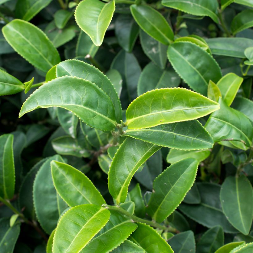 Camellia sinensis seeds - Tea (Foliage)