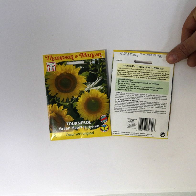 Example of Sunflower Green Heart F1 Seeds - Helianthus annuus specimen as delivered