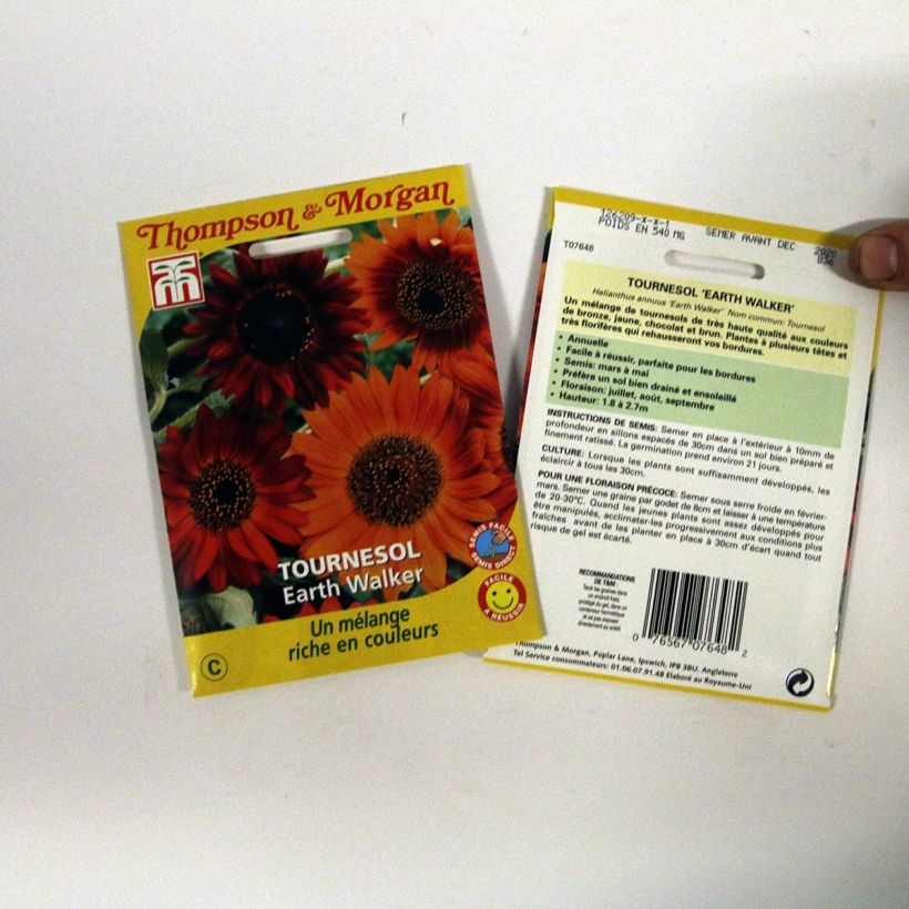 Example of Sunflower Earthwalker Seeds - Helianthus annuus specimen as delivered