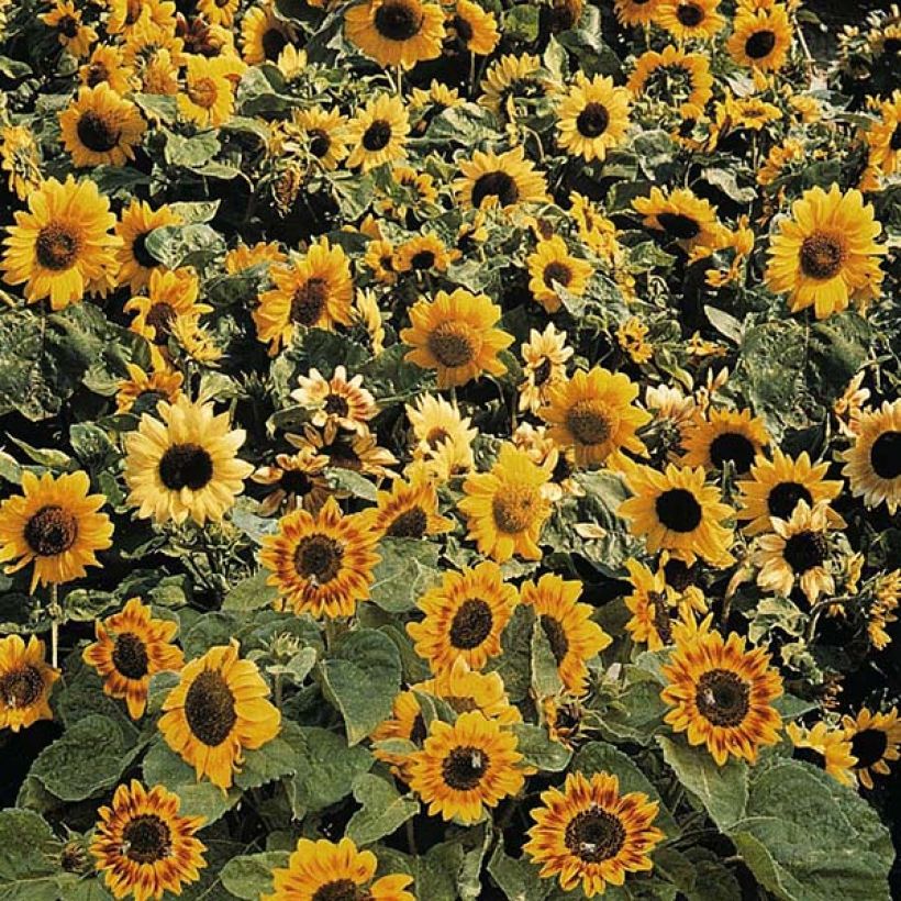 Sunflower Music Box seeds - Helianthus annuus (Flowering)