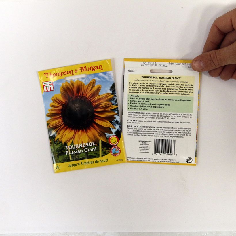 Example of Sunflower Russian Giant Seeds - Helianthus annuus specimen as delivered