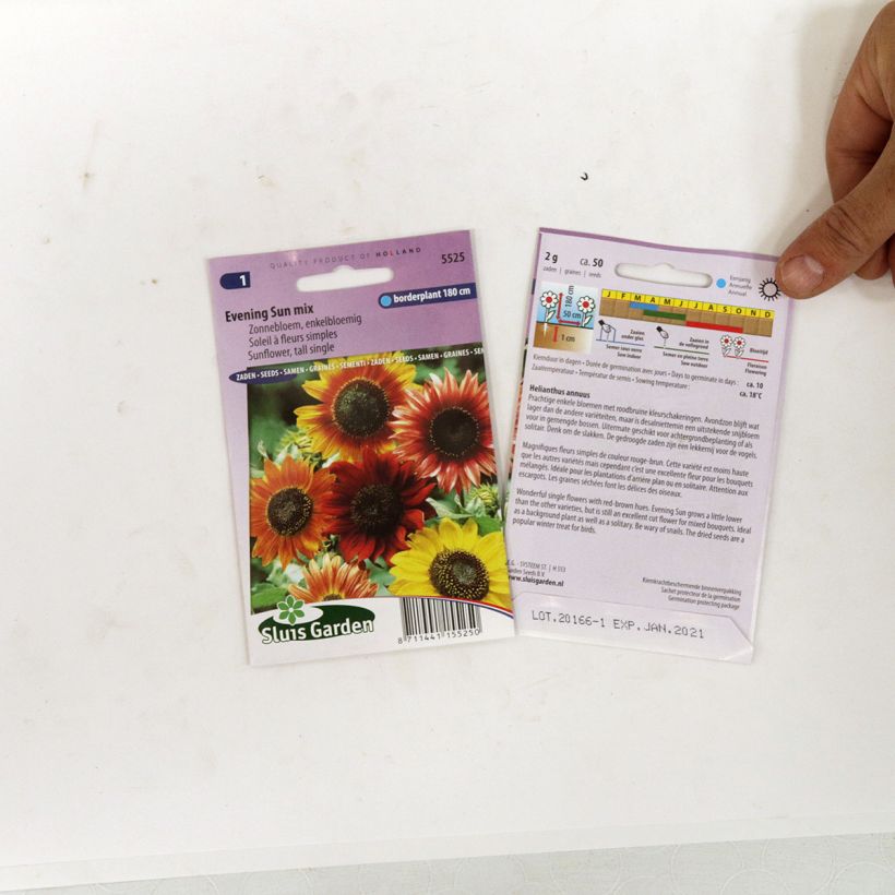 Example of Sunflower Evening Sun Seeds - Helianthus annuus specimen as delivered