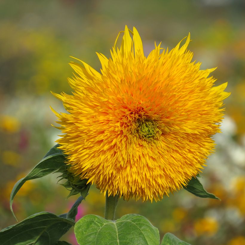 Sunflower Sungold Seeds - Helianthus annuus (Flowering)