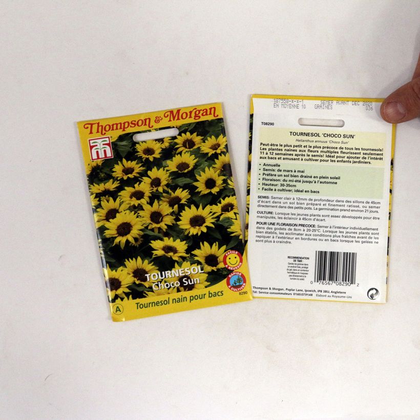Example of Dwarf Sunflower Choco Sun Seeds - Helianthus annuus specimen as delivered