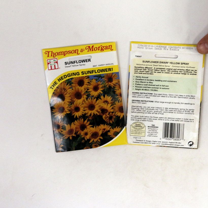 Example of Dwarf Sunflower Yellow Spray Seeds - Helianthus annuus specimen as delivered