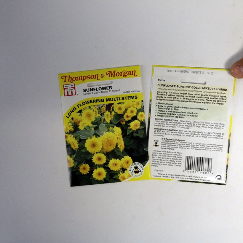 Example of Dwarf Sunflower Sunshots Golds Mixed Seeds - Helianthus annuus specimen as delivered