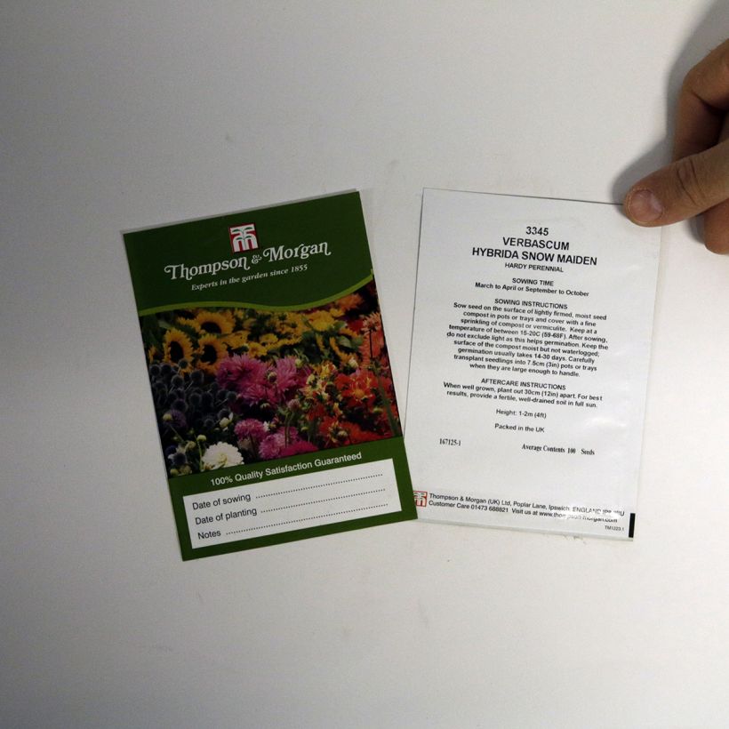 Example of Verbascum Snow Maiden Seeds - Mullein - Mullein specimen as delivered