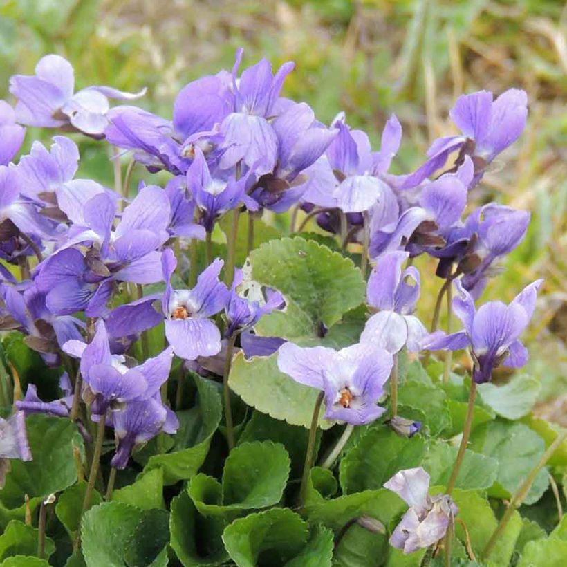 Viola odorata seeds - Sweet violet (Flowering)