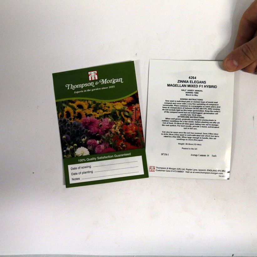 Example of Zinnia elegans Magellan Mixed F1 Hybrid Seeds specimen as delivered